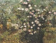 Vincent Van Gogh Rosebush in Blossom (nn04) Spain oil painting reproduction
